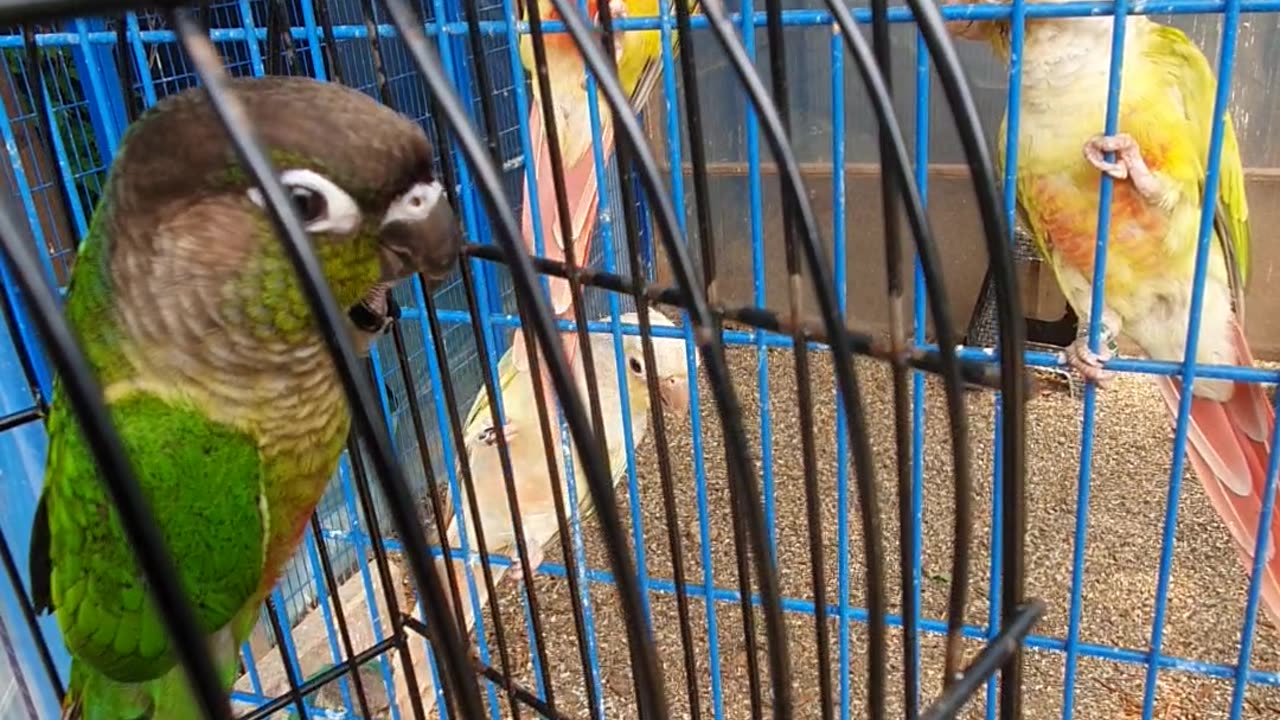 singing with the expression of joy