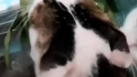 Funniest Cats and Dogs 🐶🐱 Funny Animal Videos #37