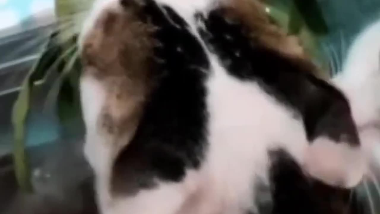 Funniest Cats and Dogs πΆπ± Funny Animal Videos #37