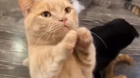 Cute cats fighting compilation