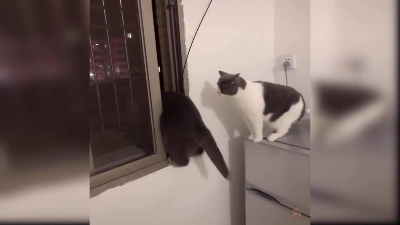 Best funny and cute cats beautiful cats Smart cats