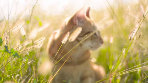 A cat in the grass under the sun