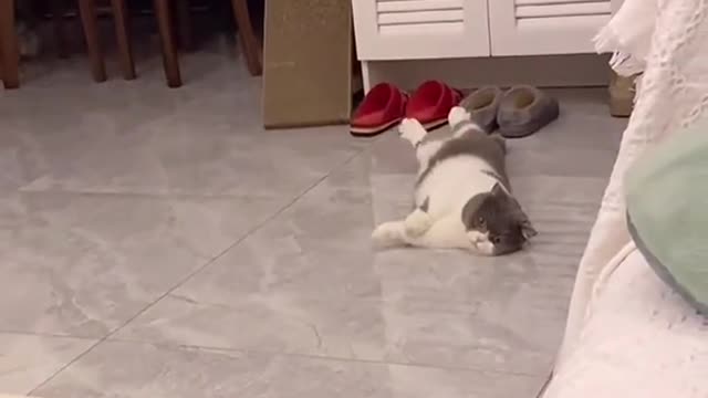 Cute Cats and Funny Animals Compilation Try Not To Laugh Challenge Cute Cat