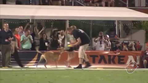 Dog sets frisbee record for longest catch during Canadian football game