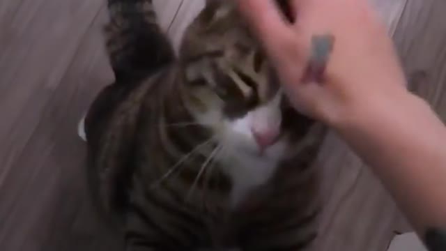 Cat Is VERY Involved In His Mom's Daily Routine