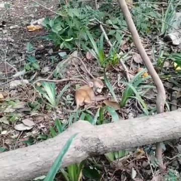 Primates in Thailand