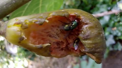 Flies and the Fig in the Flemish Tasty Forest - Rotated