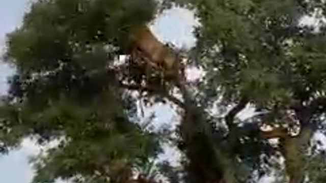Dangerous animals fight on the tree