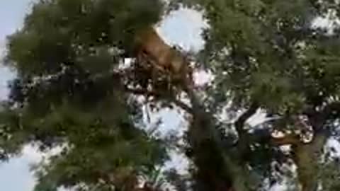 Dangerous animals fight on the tree
