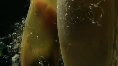 Baby Sharks in their Eggs