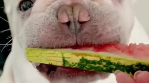 He really likes watermelon. Does your pet dog like watermelon?