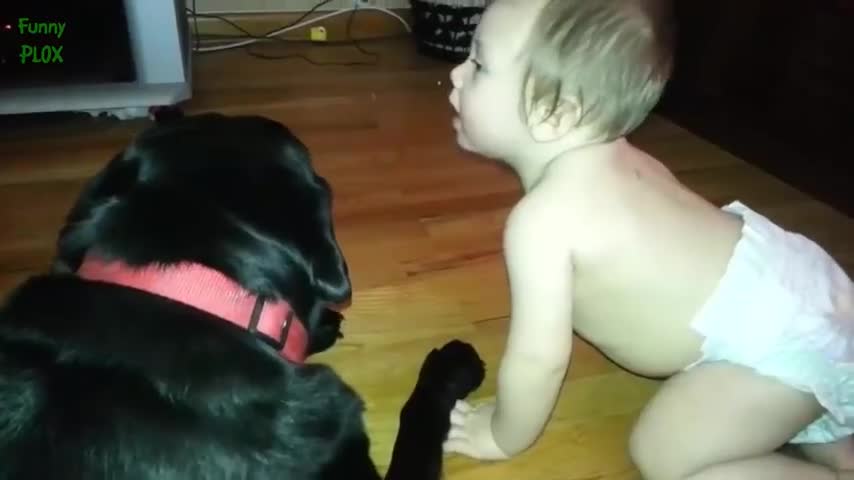 Cute Cats and Dogs Love Babies Compilation Part 2