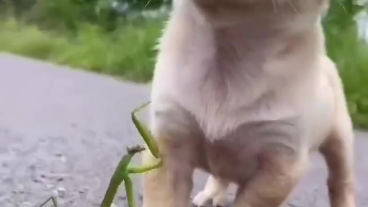 Dog pappi play with grass super