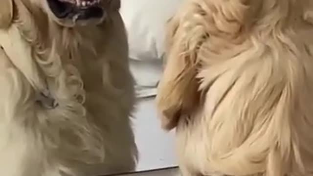 A funny dog gets angry at him in a mirrorš”