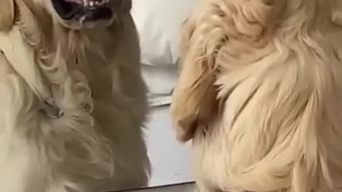 A funny dog gets angry at him in a mirror😡