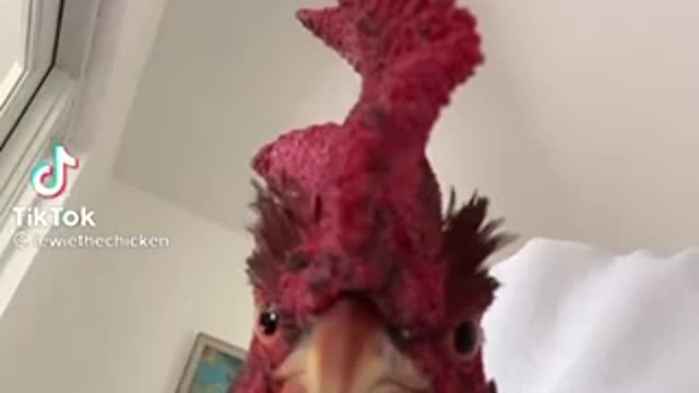 Funny chicken lol