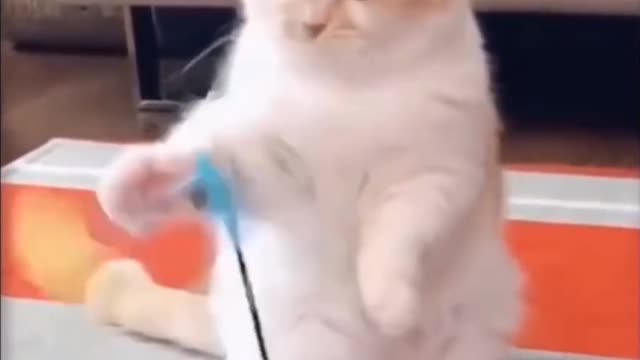 White cat plays with its spinning bird toy