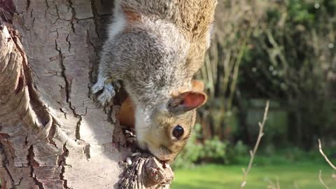 Squirrel stealing eating birds food