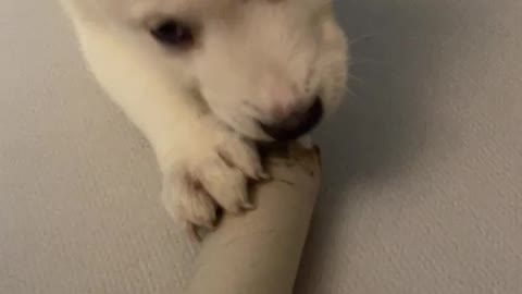 Adorable puppy jindo destroyed toy