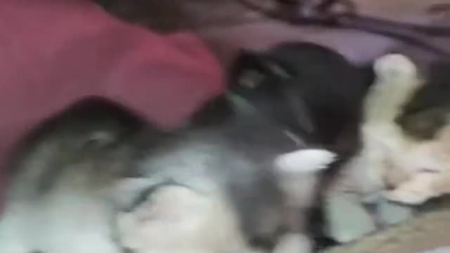 puppy cat
