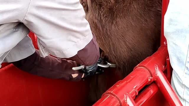Castrating a bull calf