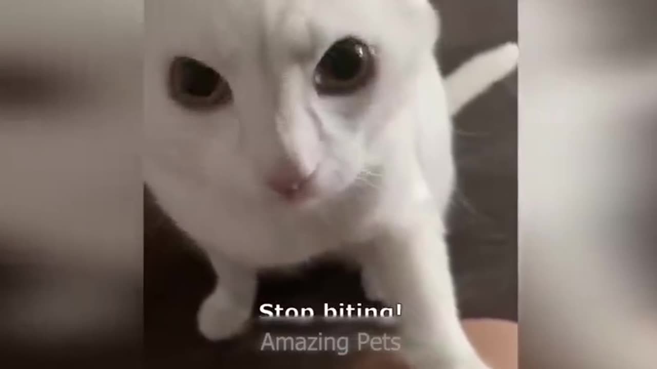 Funny videos