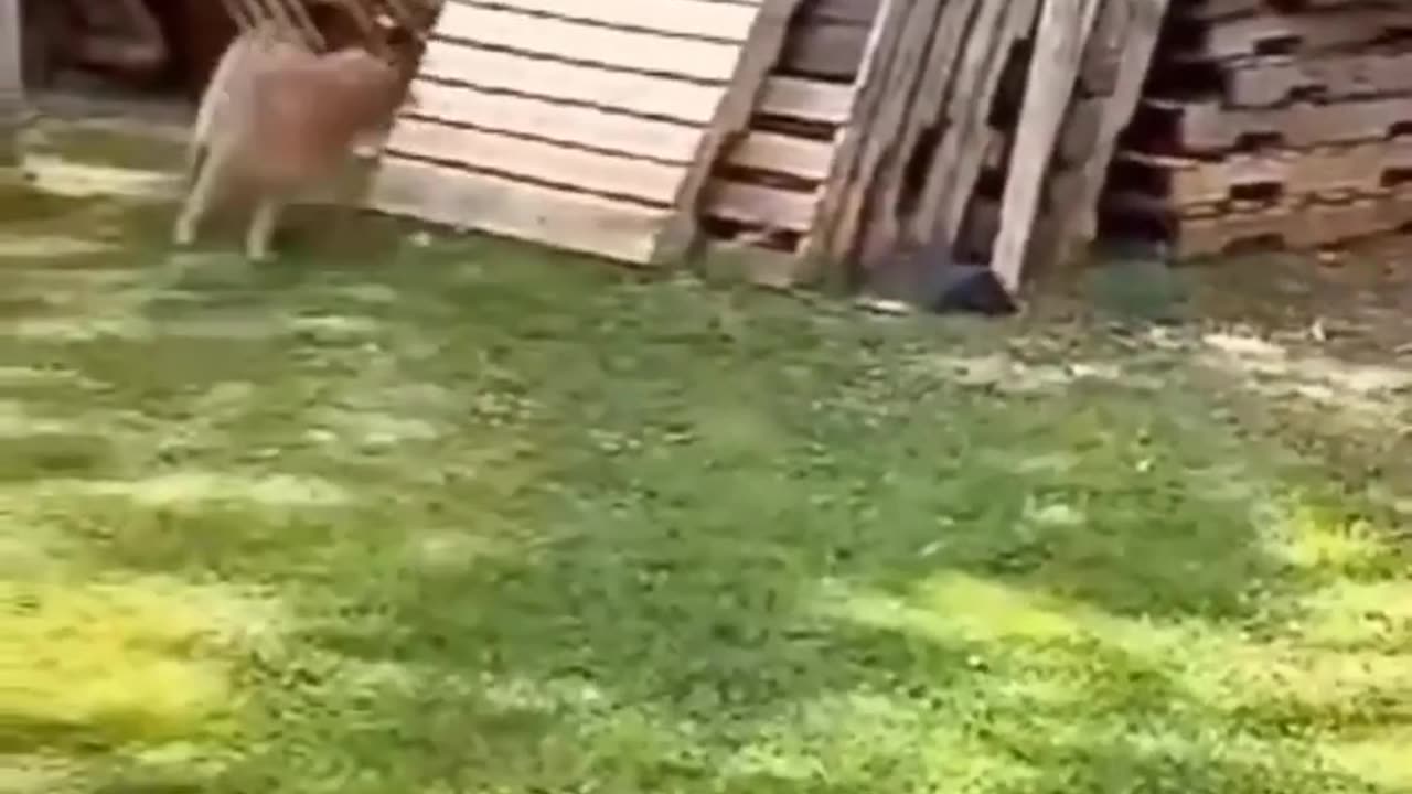 Funny animal video🤣🤣