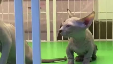 Hairless cats