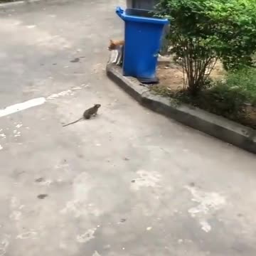 Tom and Jerry in Russia