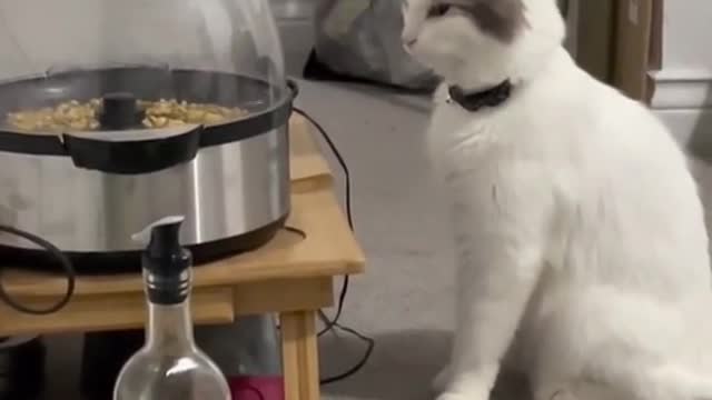 Cat confused with popcorn