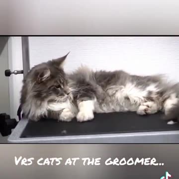Dogs vs Cats at the groomers