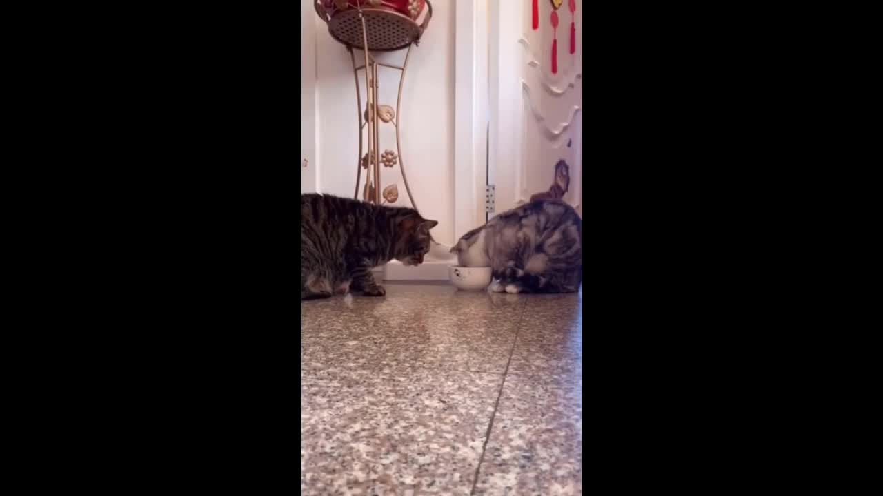 Cat and love