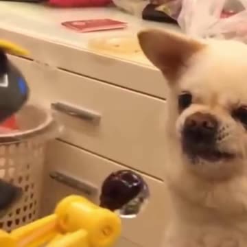 EVERY DOG AND CAT HAS ITS DAY