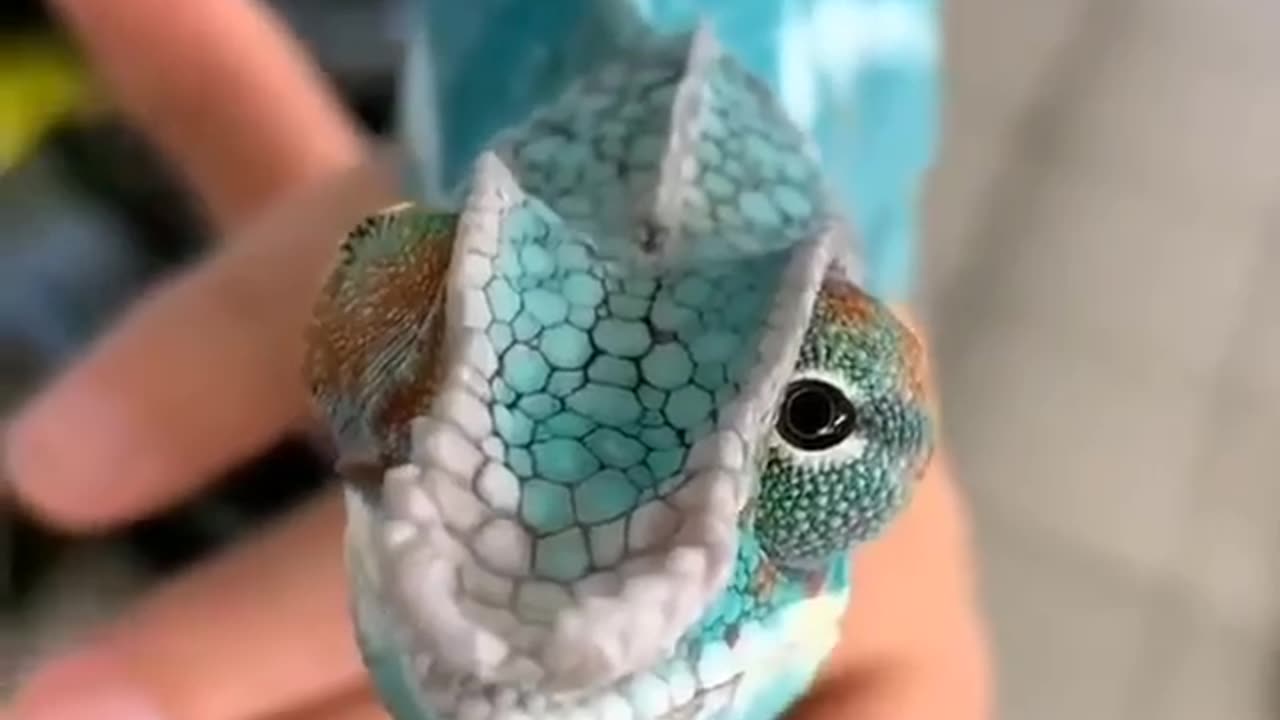 The chameleon's eyes can rotate individually to look forward and backward at the same time