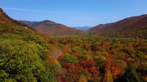 Scenic Autumn Forest