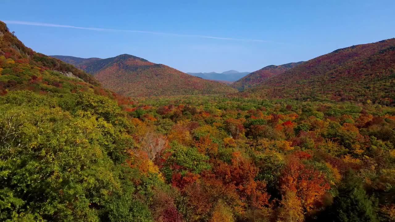 Scenic Autumn Forest
