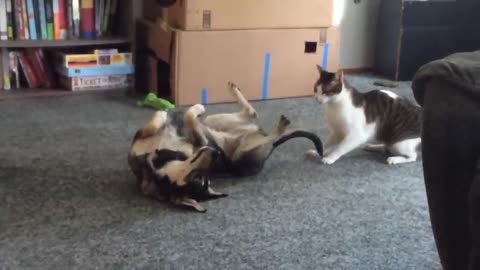 Dog and Cat playing