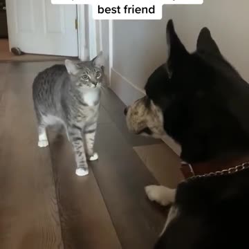 C Look , don't move , don't move