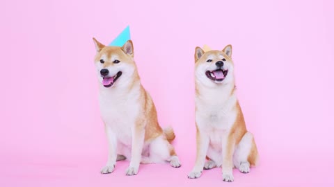 Cute dogs celebrate