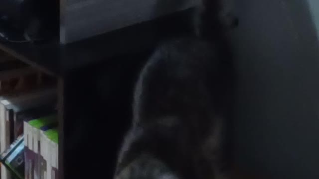 My curious cat