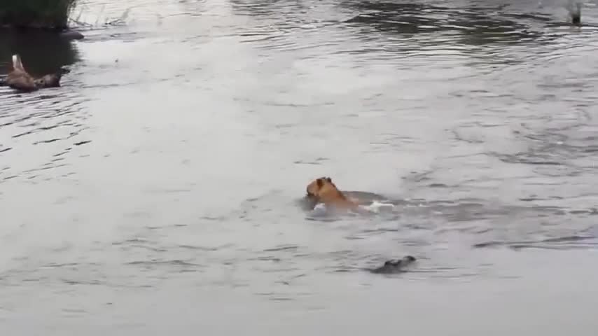 WILD ANIMALS HUNTING PREY COMPILATION RELAX FOR LIFE #22