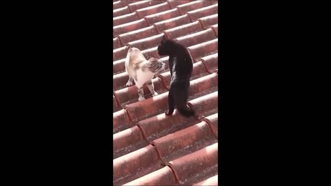 Funny animals - Funny cats / dogs 2024