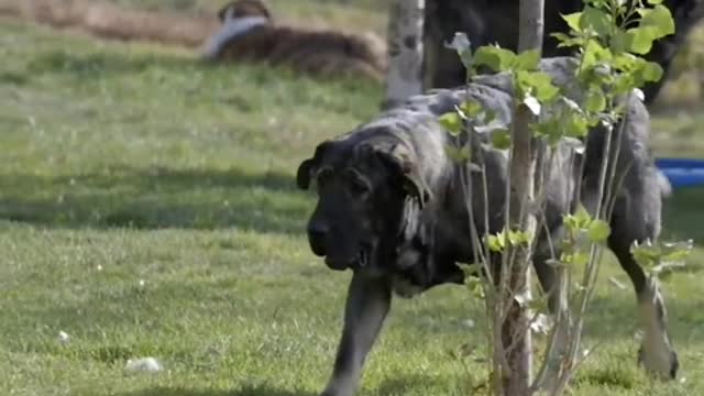 Dogs on the grassland