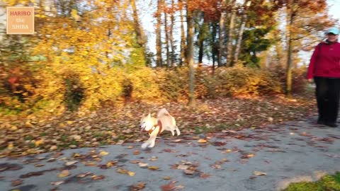 Shiba Inu from puppy to adult