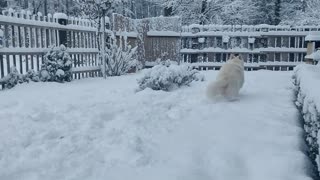 Snow fun with Monty