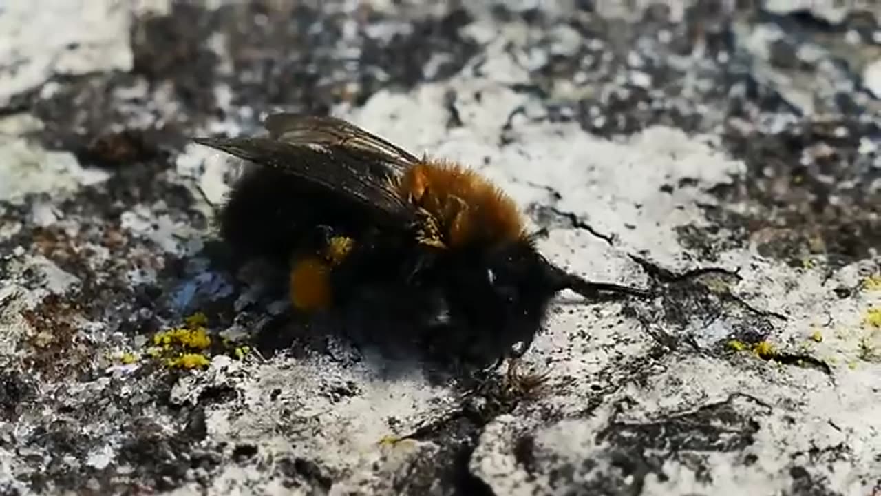 🐝 Beautiful Bumblebees ~ AMAZING NATURE SCENERY on Planet Earth & The Best Relax Music (1080p HD)