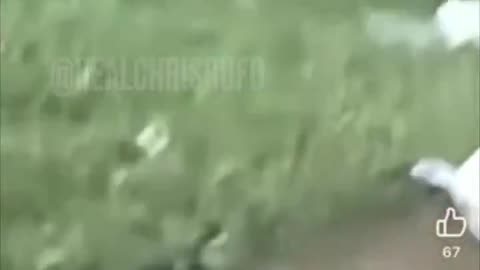 YES, Illegal migrants are grilling Pets. Warning Sensitive - (See Description)