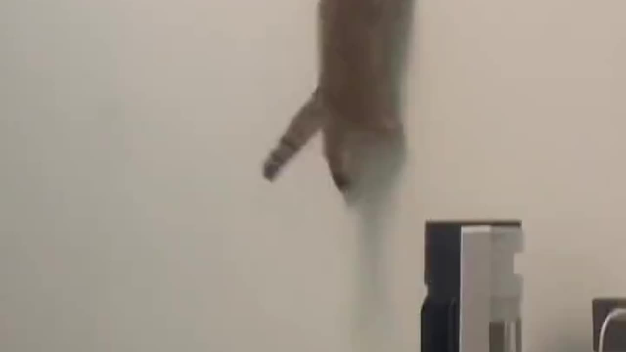 Spidercat