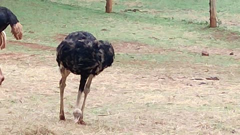 Nairobi national park