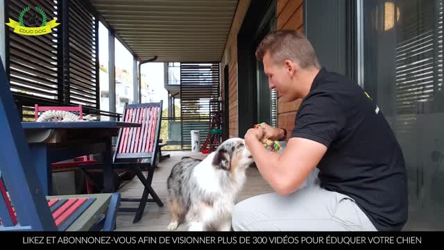 Comment éduquer votre chien